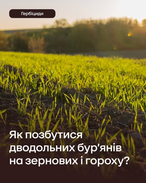 Ukravit — Як позбутися дводольних бур'янів · 1